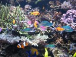anthias 026.JPG