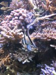 anthias 087.JPG