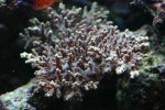 anthiassen 041 (Medium).jpg