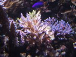 acro25.4.05a.jpg