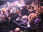 acro25.4.05b.jpg