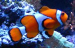 Nemo 002.jpg