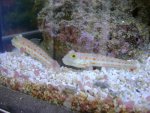 DSC00410.JPG