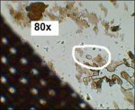 80x fijnste brachio zeef _ camx40&verlengstukx0.5_4xob focus op organism.jpg