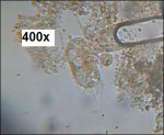 400x camonly_10xob focus op organism1.jpg