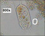 800x cam&verleng_40xob focus op organism2 ok.jpg
