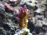 DSC00496.JPG