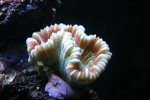 stekje 002 (Medium).jpg