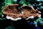 Montipora.JPG