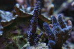 DSC01167.JPG