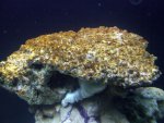 DSCF1190.JPG