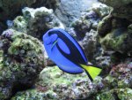 Dory 01.jpg