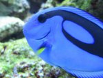 Dory 02.jpg