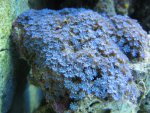 090210 Blauwe anthelia (denk ik).jpg