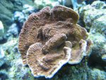 090220 Montipora Oranje.jpg
