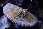Image_0843.JPG