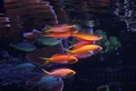 Image_0585.JPG