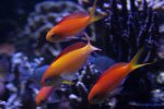 Image_0684.JPG