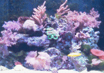 IMAG0176.gif