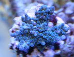 acro_blauw.jpg