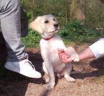 Golden retriever.jpg