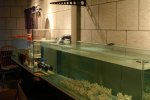 aquarium 031 [].JPG