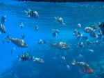 DSC01524.JPG