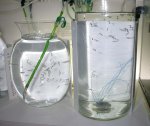 Comes 2&3Liter.JPG