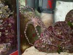 octo6.JPG