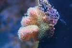 BEL-IMG_0511 - Version 2 (1).jpg