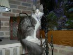 Kyra, maincoon.jpg