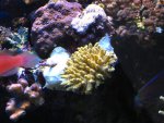 acro14.7.09.jpg