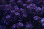 DSC01523.JPG