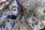 Druif  Hammers coral.jpg