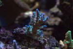 DSC01334.jpg