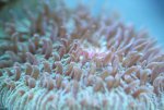 fungia sp detail kl 043.jpg