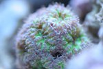 micromussa sp kl 022.jpg