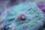 schijfanemoom detail mond kl 014.jpg