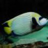 Goby