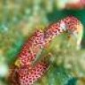 ReefFreak
