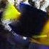 clownfish