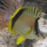 leucomelas