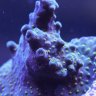 supperguppy