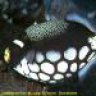 amphiprion occelaris