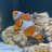 Thereefers